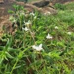 Conostomium quadrangulare Flor