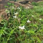 Conostomium quadrangulare Flower