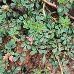 Indigofera tsiangiana Leaf