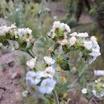 Cryptantha clevelandii Flower