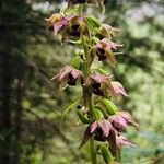 Epipactis helleborine Virág