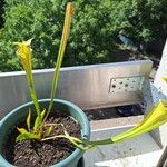 Sarracenia oreophilaपत्ता