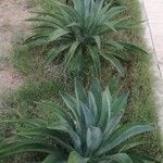 Agave demeesteriana Folla