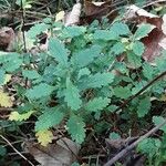 Teucrium chamaedrys Leaf