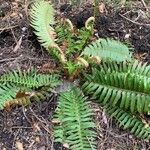 Polystichum munitumLeaf