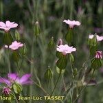 Vaccaria hispanica 花
