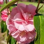 Camellia saluenensis Blüte