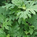 Hydrangea quercifolia Feuille