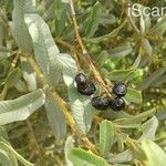 Ozoroa paniculosa Frucht