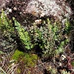 Hemionitis calomelanos Vivejo