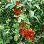 Cnestis ferruginea Fruit