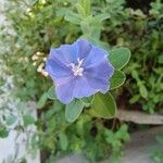 Evolvulus alsinoides Flower