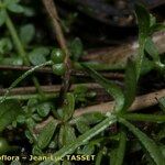 Galium trifidum 果實