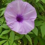 Ipomoea cairicaFlower