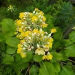 Primula florindae Blomma