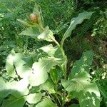 Inula helenium Habit