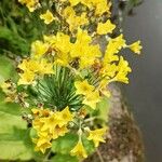 Primula florindae Λουλούδι