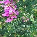 Astragalus onobrychis Levél