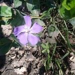 Vinca majorFlower