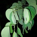Bauhinia monandra List