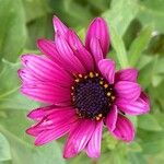 Osteospermum ecklonis പുഷ്പം