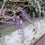 Wisteria sinensis Квітка