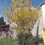 Forsythia suspensa Flower