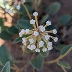 Abronia fragrans Flower