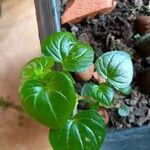 Peperomia pellucida Leaf