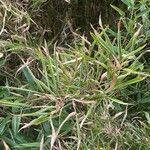 Phyllostachys sulphurea Hoja