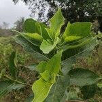 Morinda citrifolia 葉