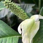 Spathiphyllum blandumFlower