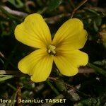 Morisia monanthos Flower