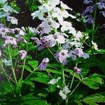 Cardamine pentaphyllos Агульны выгляд