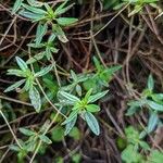 Helianthemum oelandicum Blad