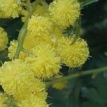 Acacia dealbata Flower