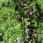 Larix occidentalis Leaf