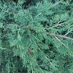 Juniperus semiglobosa Hoja
