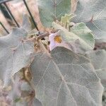 Solanum incanum Flower