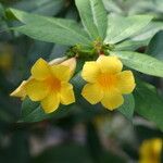 Allamanda schottii Λουλούδι