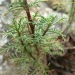 Achillea chamaemelifolia 葉