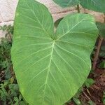 Xanthosoma taioba Hoja