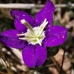 Legousia speculum-veneris Virág
