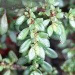 Pilea microphylla Yaprak