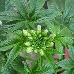 Cleome spinosa Flower
