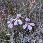 Pelargonium quinquelobatum Costuma