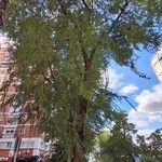 Ulmus pumilaPokrój