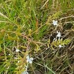 Plumbago zeylanica Pokrój