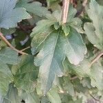 Hibiscus syriacus Blad