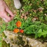 Pilosella guthnikiana Flor